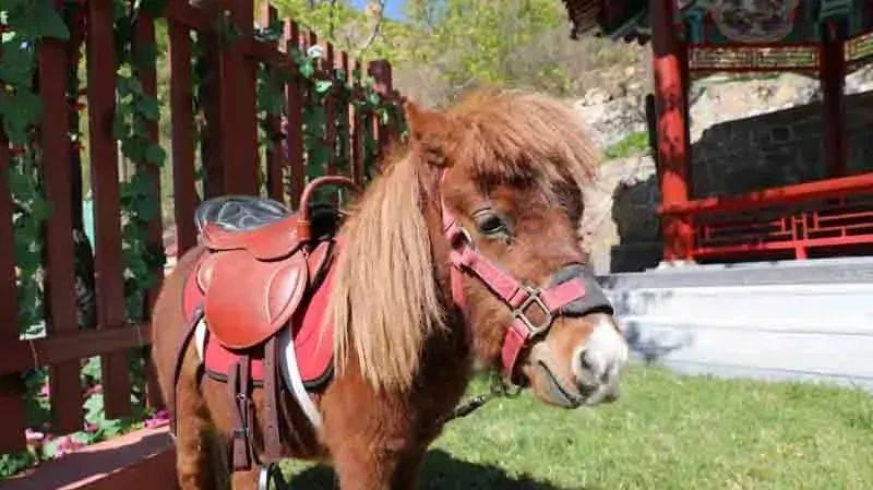 时尚POLO衫